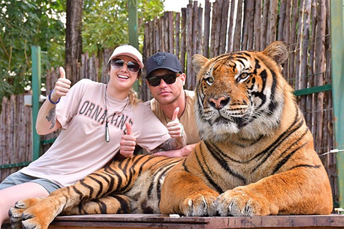 Two people posing with a tiger, illustrating the danger of a man being attacked after trying to take a selfie with it. Two people posing with a tiger, illustrating the danger of a man being attacked after trying to take a selfie with it.