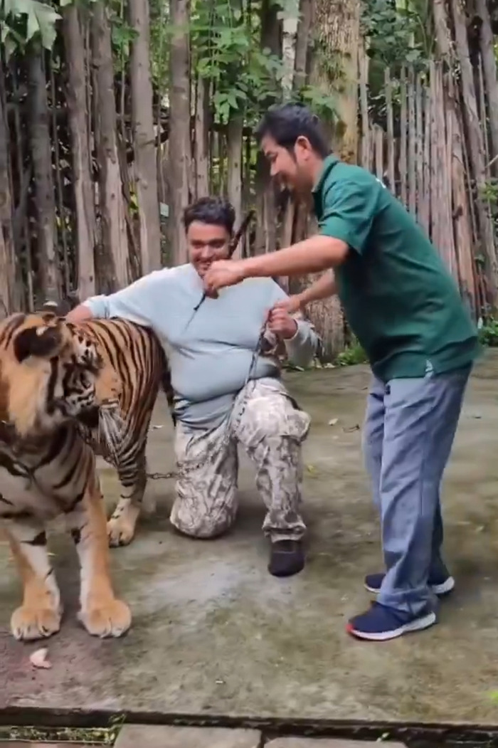 Man interacting with tiger attempting risky selfie, highlighting dangers of people being stupid around wild animals. Man interacting with tiger attempting risky selfie, highlighting dangers of people being stupid around wild animals.