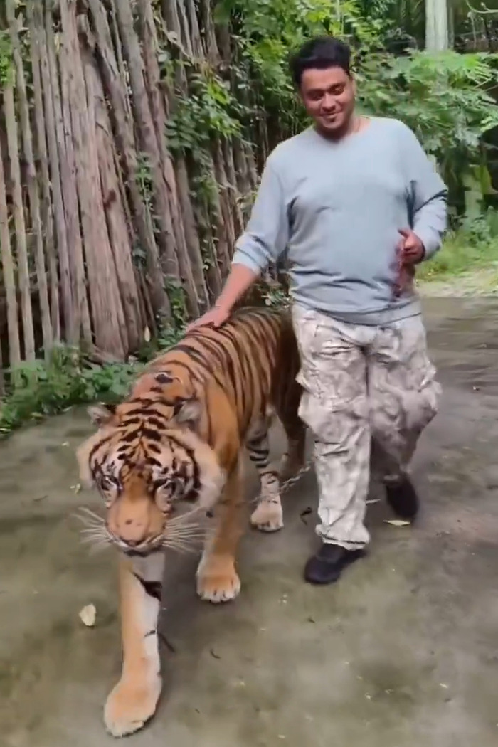 Man walking with tiger on a chain while trying to take selfie, highlighting dangers of tiger attack and people being stupid. Man walking with tiger on a chain while trying to take selfie, highlighting dangers of tiger attack and people being stupid.