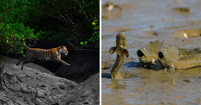 MPA 2025 Opens For Entries With Past Winning Images That Put The Spotlight On Conservation