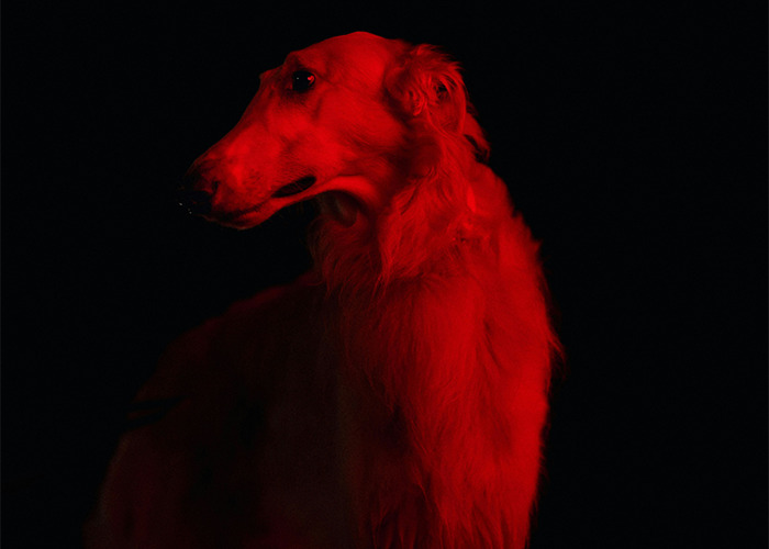 Dog illuminated in red light against a black background, symbolizing medical workers staying calm while witnessing the unbelievable.
