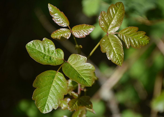 Close-up of fresh green leaves with detailed texture and veins, highlighting the natural calmness seen by medical workers.