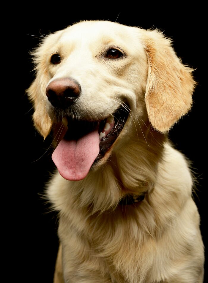 Golden retriever dog with tongue out, representing one of the mundane things that can make people sick.