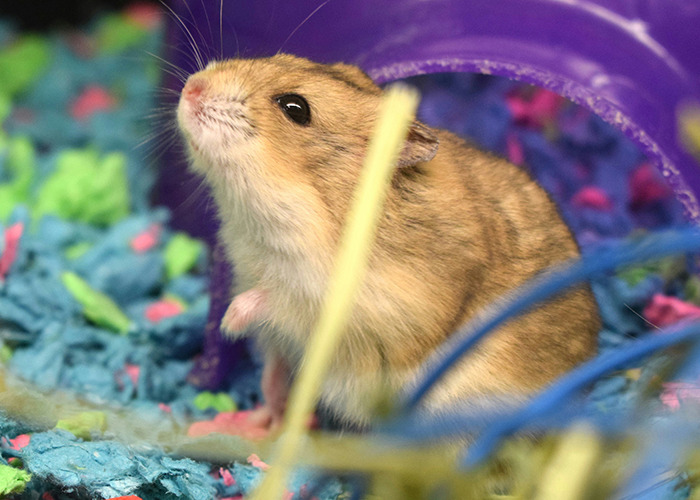 Small hamster inside colorful bedding and near a purple medical field employee habitat in a close-up view.