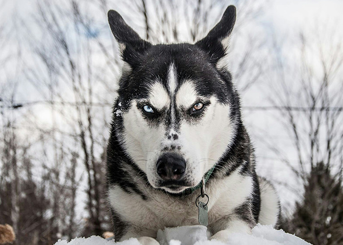 Husky with heterochromia lying on snow outdoors, illustrating medical field employees sharing what they would never do.