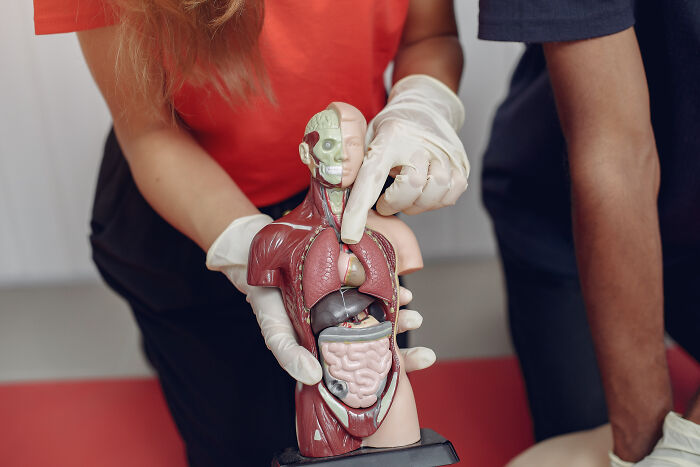 Person wearing gloves pointing at anatomical model highlighting unique body features for educational discussion