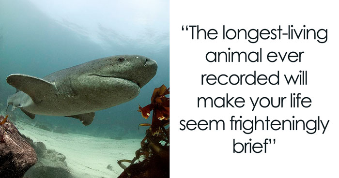 Meet The Longest Living Animal Whose Birth Predates Shakespeare