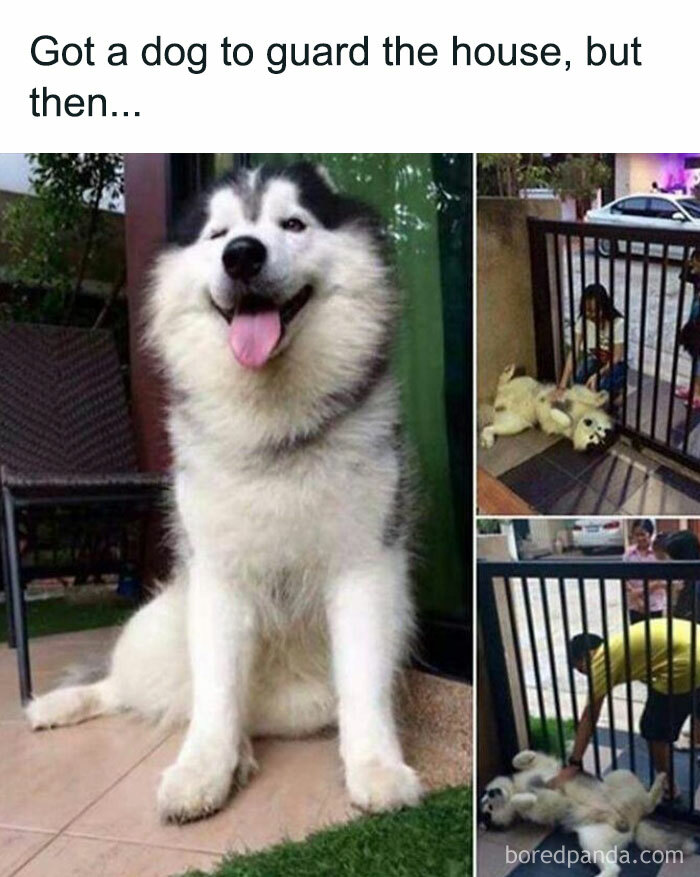Fluffy dog meant to guard the house instead plays and bonds through a gate, showing unexpected wholesome moments.