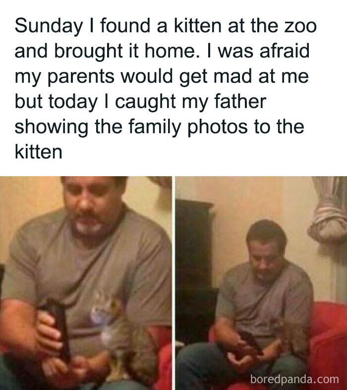 Man showing family photos on phone to a kitten, capturing a moment of unexpected wholesome memes and warmth.