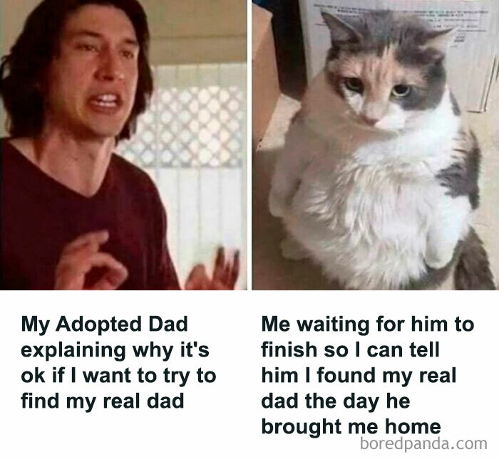 Man emotionally explaining adoption while a chubby cat waits patiently, capturing a wholesome meme moment.