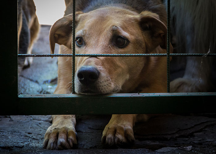 Vacation Turns To Nightmare When MIL Rehomes Couple&rsquo;s Dog, They Fight Back And Press Charges