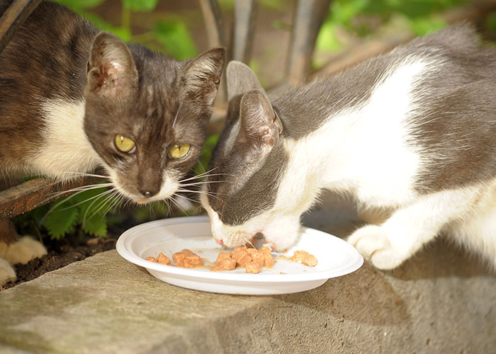 Vacation Turns To Nightmare When MIL Rehomes Couple&rsquo;s Dog, They Fight Back And Press Charges