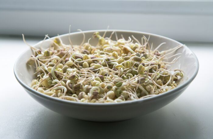 Bowl of sprouted beans showing common foods that go bad more quickly with visible germinated sprouts.