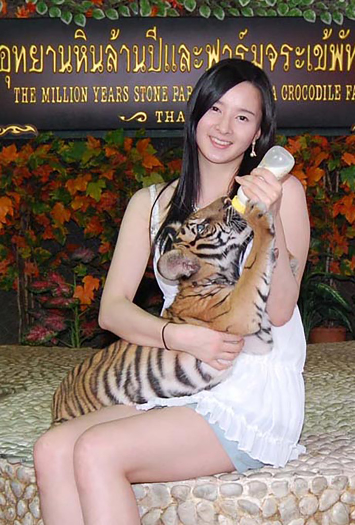 Young woman feeding a tiger cub with a bottle at a wildlife park, illustrating risks of close encounters with tigers. Young woman feeding a tiger cub with a bottle at a wildlife park, illustrating risks of close encounters with tigers.