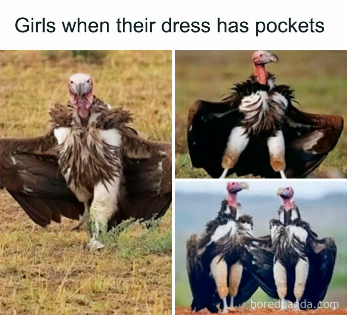 Vultures striking humorous poses with wings spread wide, illustrating mocking posts jokes memes about dresses with pockets.
