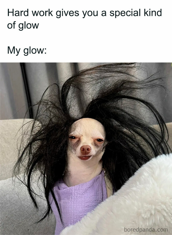Small dog with messy black wig and tired expression, humorously illustrating mocking posts jokes memes about hard work glow.
