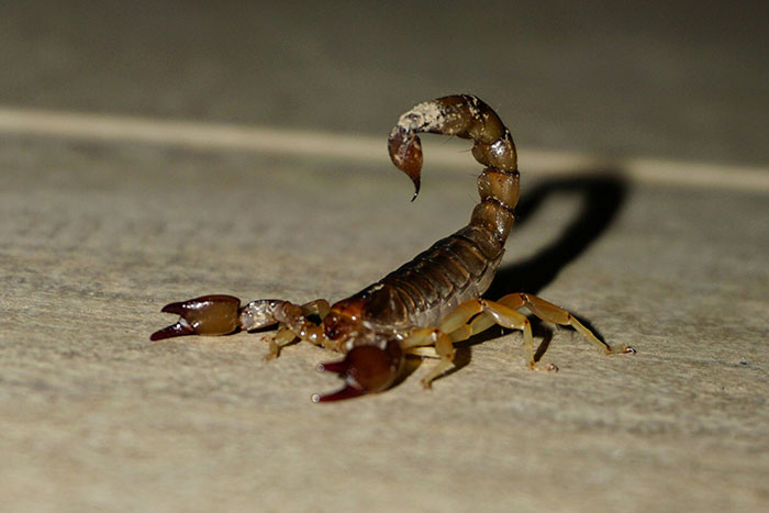 Close-up of a scorpion on the ground at night, illustrating real-life stories where instinct was everything.