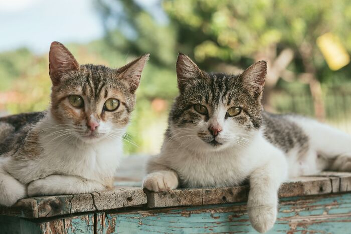 Two tabby cats resting on a weathered wooden surface in natural light, representing bizarre historical events imagery.