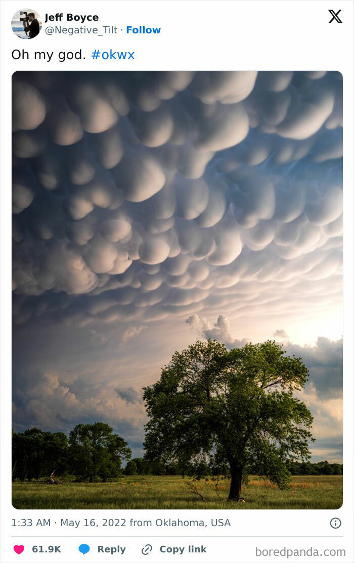 Mammatus clouds forming a rare natural phenomenon over a green tree in an open field during sunset.