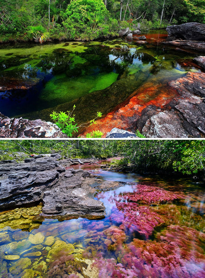 Vibrant underwater plants and clear water in a rare natural phenomenon creating colorful river landscapes.