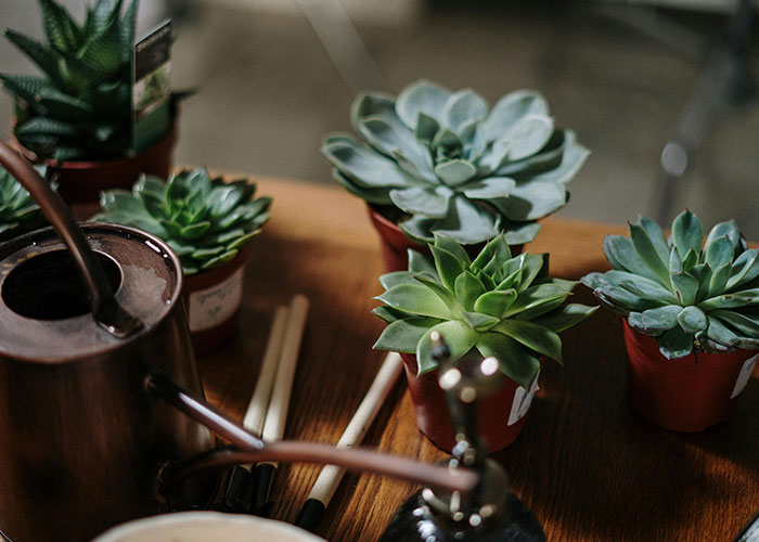 Potted succulent plants on a wooden table near a watering can, illustrating entitled neighbor WiFi distracting plants issue. Potted succulent plants on a wooden table near a watering can, illustrating entitled neighbor WiFi distracting plants issue.