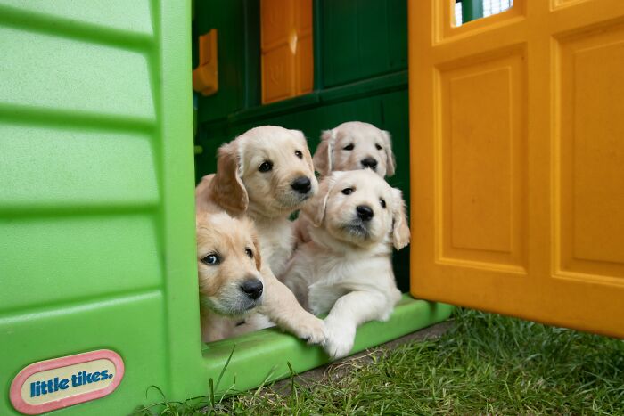 Four golden retriever puppies peeking out from a colorful playhouse, capturing the innocence in disturbing confessions.