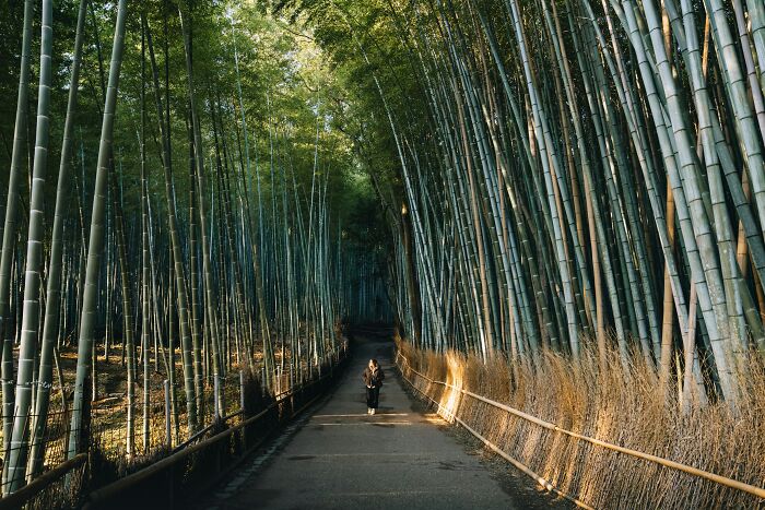 Person walking through a towering bamboo forest path, showcasing one of the must-see wonders proving the world is full of magic