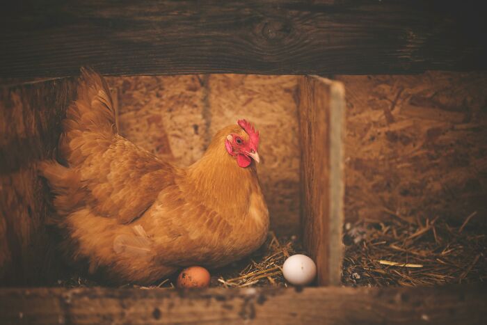 A hen sitting in a rustic wooden coop with two eggs, illustrating appalling facts people unaware about farming.