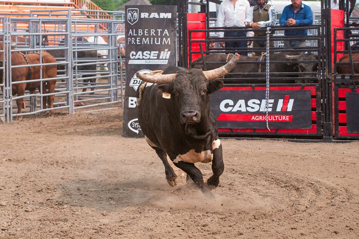 Bull charging in rodeo arena with spectators and branded barriers, illustrating national stereotypes humorously.