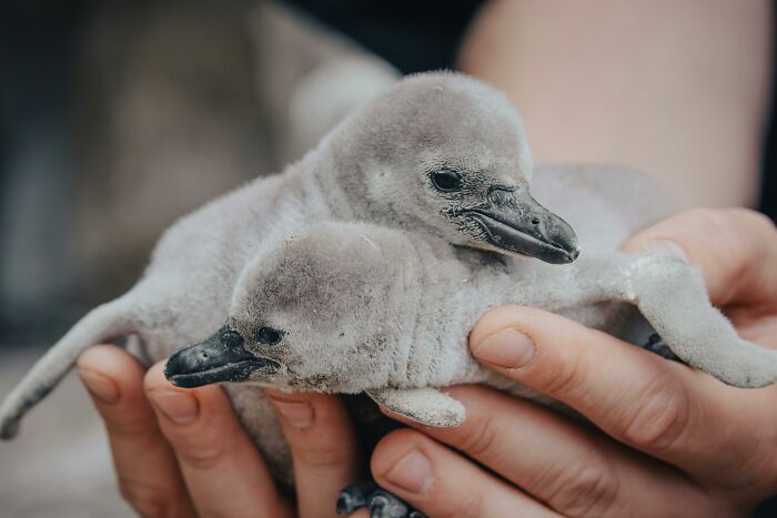 Two baby penguins resting in hands, highlighting appalling facts people unaware of wildlife care.