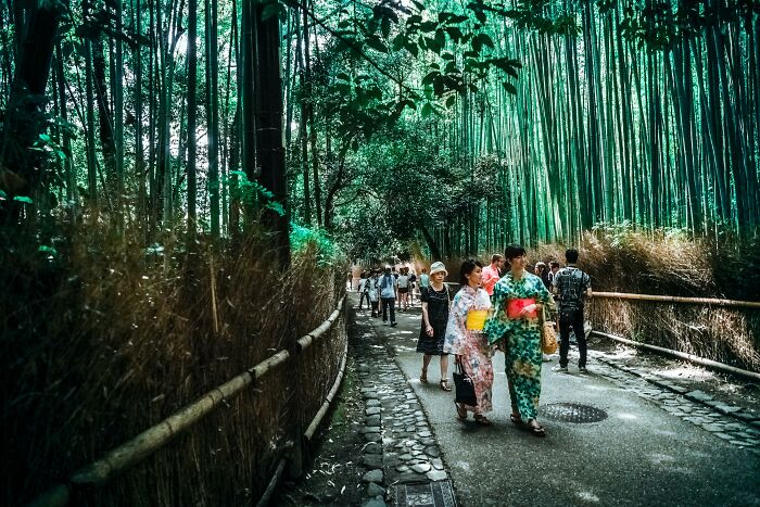 People walking through a bamboo forest path, showcasing cultural differences in traditional clothing and nature appreciation.