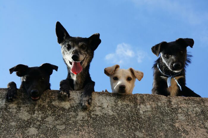 Four curious dogs peeking over a stone wall under a clear blue sky, capturing hilarious and weird moments.