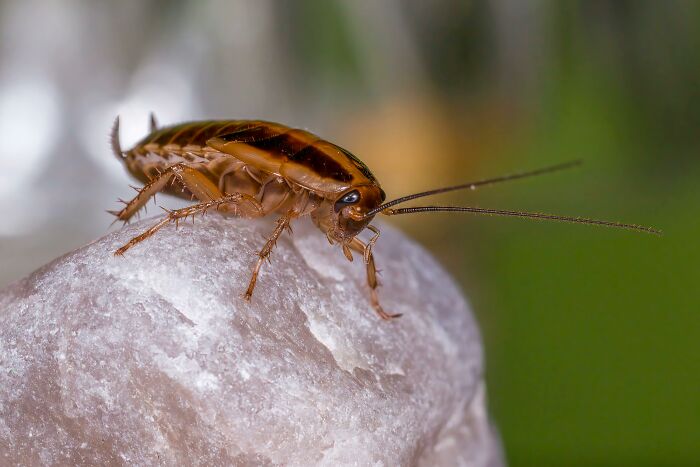 Close-up of a cockroach on a surface, illustrating a weird or disturbing find by tech guys fixing a customer's computer.
