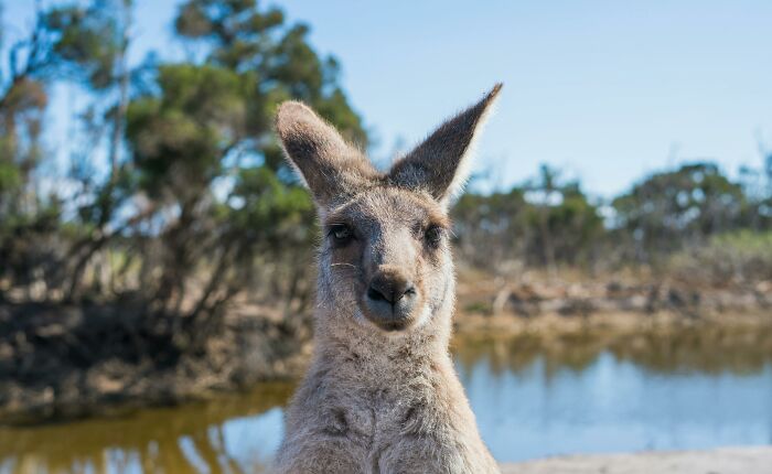 Close-up of a kangaroo near water, illustrating Australian national stereotypes in a natural outdoor setting.