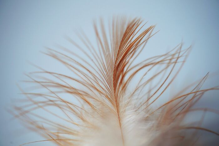 Close-up of a delicate brown feather with fine strands, symbolizing unusual finds by tech guys fixing computers.
