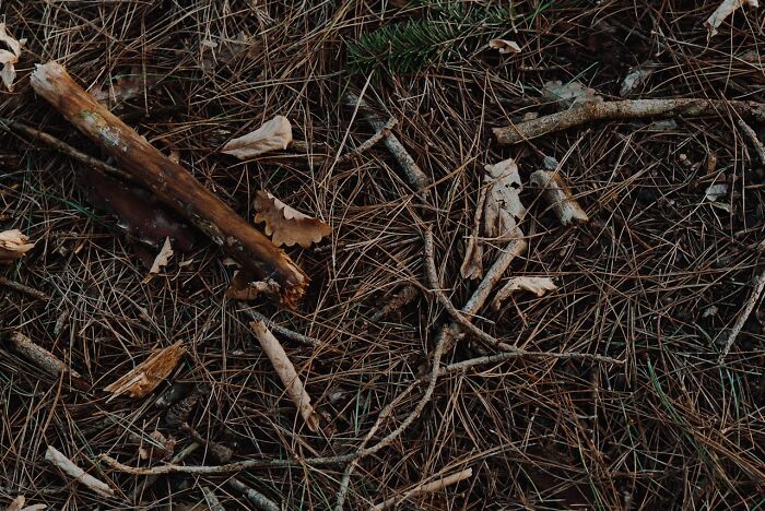 Close-up of dry pine needles and broken sticks on forest floor, illustrating nature and the theme of excessive laziness.