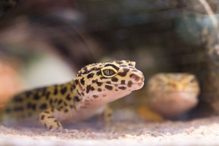 Close-up of a leopard gecko inside a terrarium, illustrating one of the weird or disturbing things tech guys found.