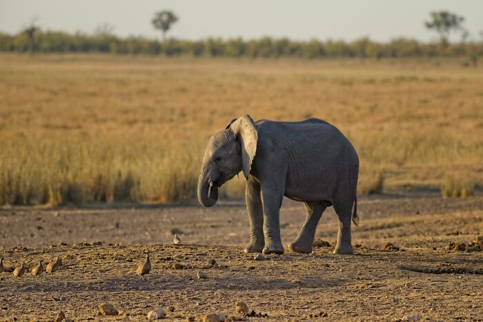 Baby elephant standing in a dry field with scattered birds, illustrating unusual and strange stories from recruiters.