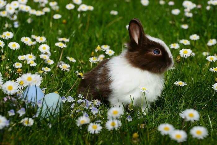 Small brown and white rabbit enjoying low-key pleasures sitting in green grass surrounded by daisies and spring flowers.