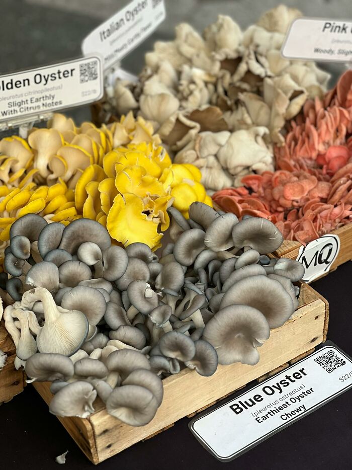 Different varieties of oyster mushrooms in a wooden crate, highlighting quality of life improvement through better food choices.