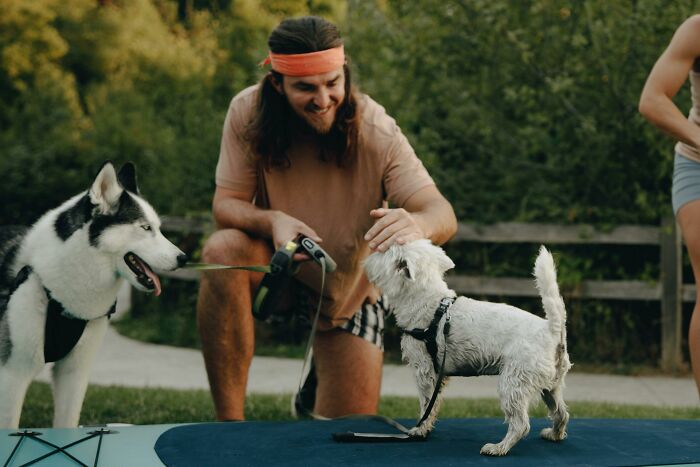 Man enjoying low-key pleasures of petting a small dog outdoors while a husky watches nearby on a sunny day.