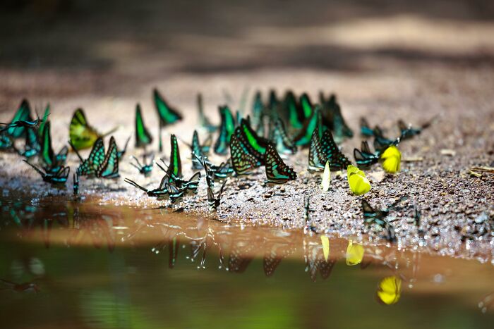 A group of colorful butterflies gathered near water, illustrating appalling facts people unaware of in nature.