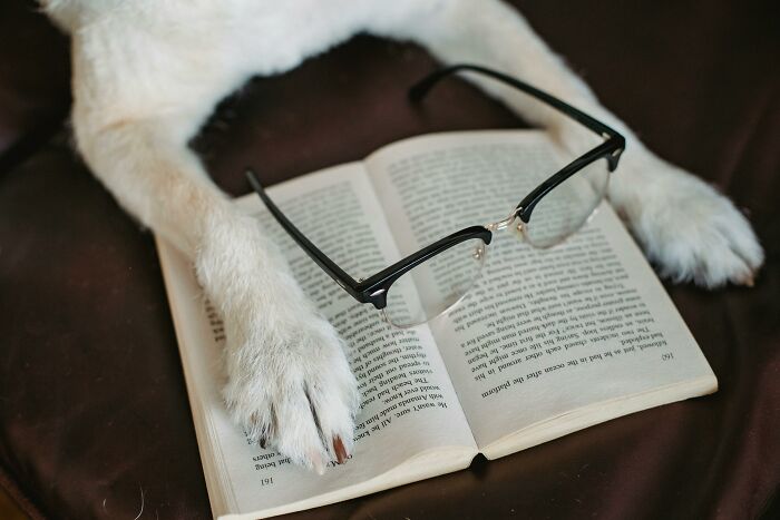 Dog paws resting on an open book with reading glasses, symbolizing body changes that indicate aging.