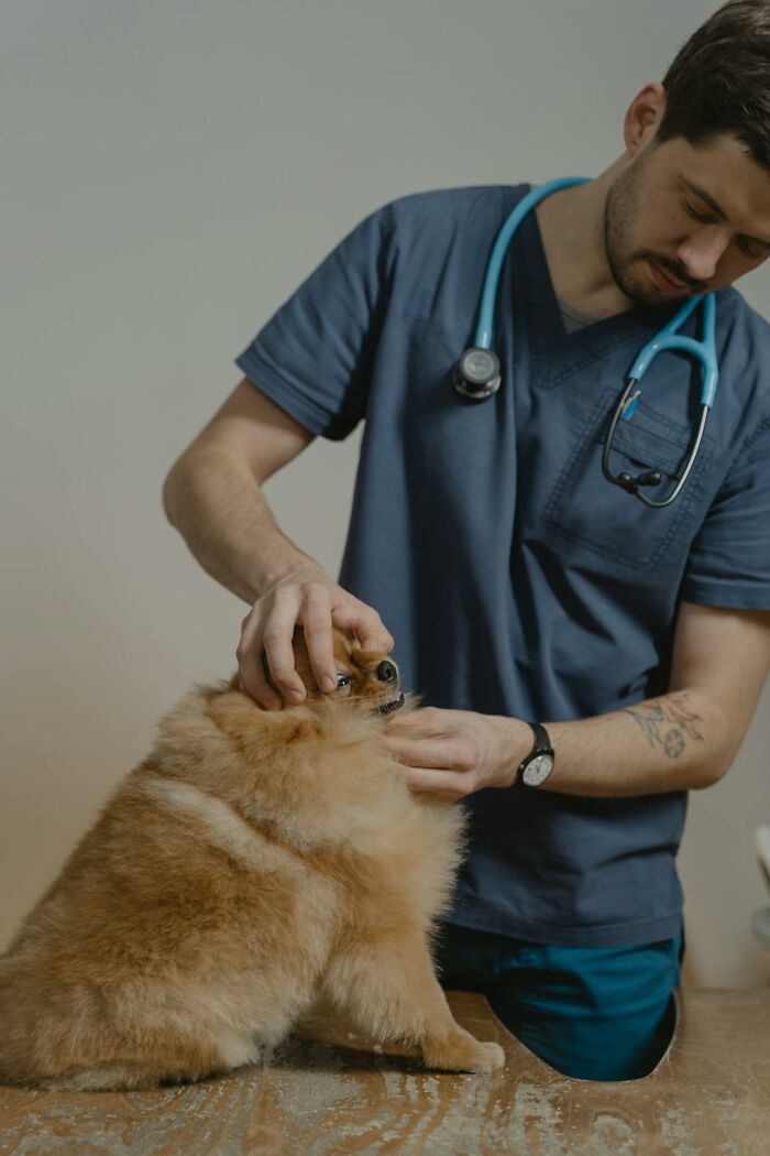 Veterinarian examining a small fluffy dog with a stethoscope, highlighting serotonin syndrome awareness in animals.
