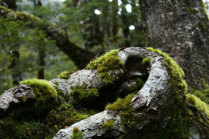Moss-covered twisted tree roots in a dense forest, illustrating unusual ways people earned quick money.