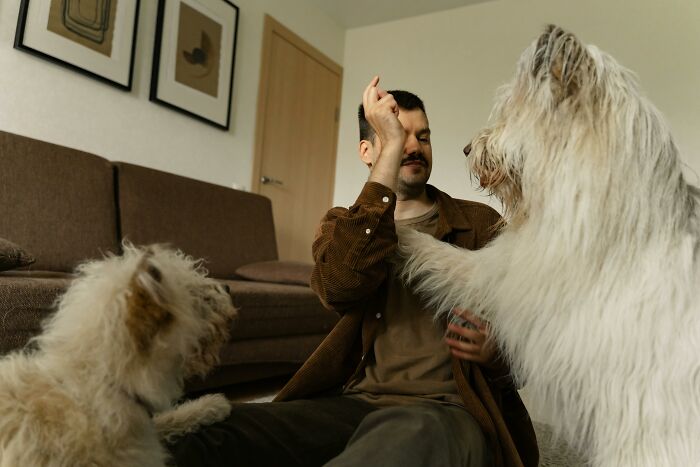 Man enjoying low-key pleasures playing with two fluffy dogs in a cozy living room setting.