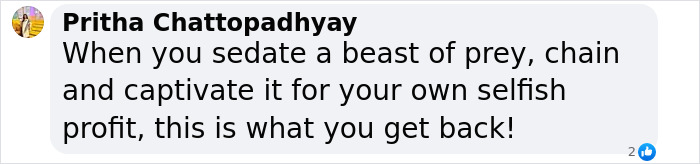 Comment criticizing people for trying to take a selfie with a tiger, highlighting the danger of such actions. Comment criticizing people for trying to take a selfie with a tiger, highlighting the danger of such actions.