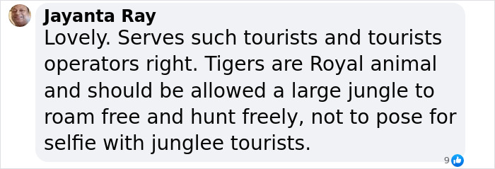 Comment on social media about tourists risking safety to take selfies with tigers, risking brutal attacks. Comment on social media about tourists risking safety to take selfies with tigers, risking brutal attacks.