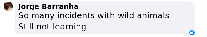 Facebook comment by Jorge Barranha expressing frustration over repeated wild animal incidents and people not learning from them. Facebook comment by Jorge Barranha expressing frustration over repeated wild animal incidents and people not learning from them.