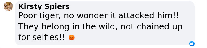 Comment on social media about a man attacked by a tiger after attempting to take a selfie, highlighting dangers and animal freedom. Comment on social media about a man attacked by a tiger after attempting to take a selfie, highlighting dangers and animal freedom.